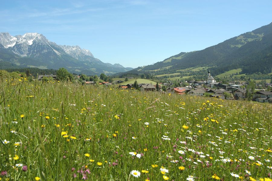 Idyllische Blumenwiese Söll